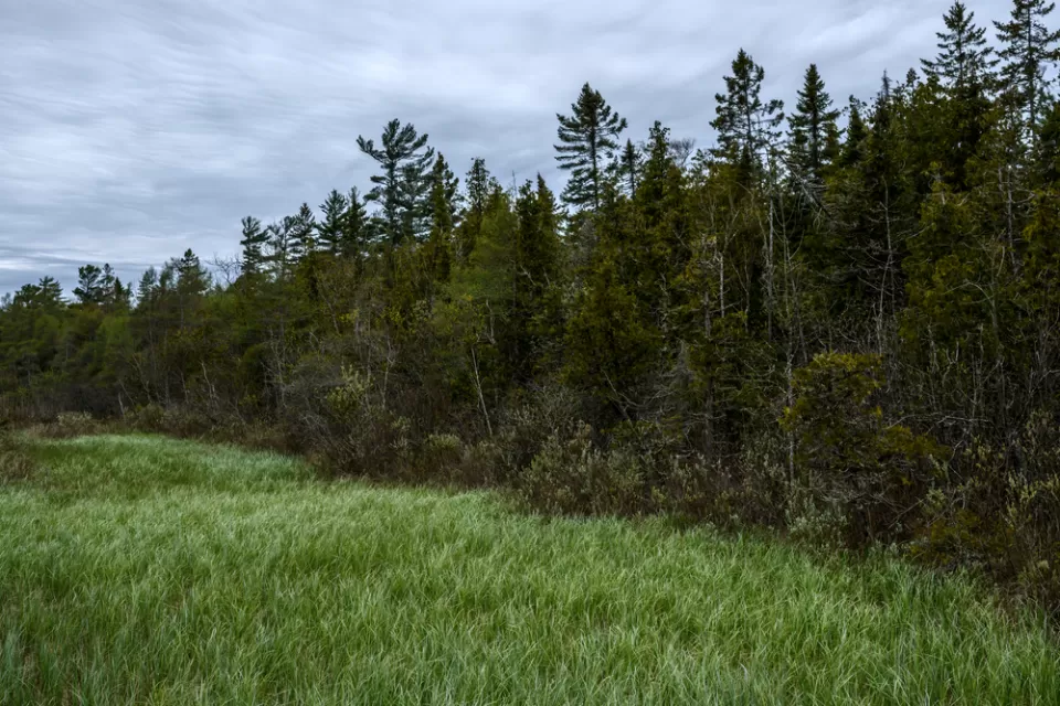 A line of trees next to open grass land at the Ridges Sanctuary in Wisconsin.